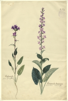 96. C. glomerata L. (Dzw. główkowaty), Campanula Bononiensis L. (Dzwonek boloński)