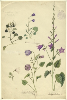 97. C. carpathica Jacq. White Star, Campanula Scheuchzeri Vill., Campanula Carpathica Jacq. (Dzwonek Karpacki), C. pyramidalis L.