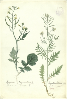 229. Raphanus Raphanistrum L. (Rzodkiew świrzepa), Erucastrum Pollichii Schimp. Sisymbrium Schleich. (Rukwiślad)