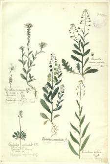 225. Farsetia incana R. Br. (Pyleniec pospolity), Teesdalia nudicaulis R. Br. (Chroszcz nagołodygowy), Thlaspi arvensis L. (Tobołki polne), Capsella bursa-pastoris L. (Tasznik posp.), Camelina sativa Crantz. (Lnicznik siewny)