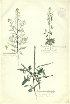 218. Sisymbrium Sophia L. (Stulisz właściwy), Sisymbrium Thalianum Gay & Monn.=Arabis Th. L.=Stenophragma Th. Cel. (Rzodkiewnik Thala), Sisymbrium officinale Scop.=Erysimum off. L. (Stulisz lekarski)