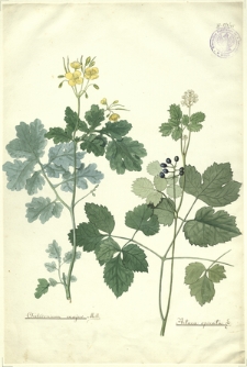 45. Chelidonium majus Mill., Actaea spicata L.
