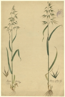 16. Avena brevis Roth. (Owies krótki), Avena fatua L. (Owies głuchy)