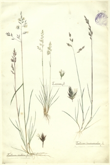 26. Festuca rubra L. (Kostrzewa czerwona), F. ovina L. (Kostrzewa owcza), Festuca duriuscula L. (Kostrzewa szczeciniasta)