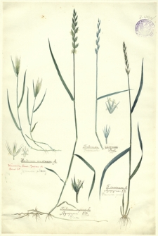 18. Hordeum murinum L. (Jęczmień płonny), Triticum repens L., Agropyrum P. B. (Perz), Triticum caesium Presl. (Pszenica), T. caninum L., Agropyrum P. B. (Pszenica psia)
