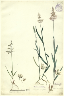 9. Hiierochloa australis R. & Sch. (Turówka leśna), Holcus mollis L. (Kłosówka miękka), H. lanatus L. (Kłosówka wełnista)