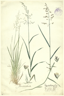 28. Poa nemoralis L., [Poa] var. tenella (Wyklina gajowa), Poa serotina Ehrh., Molinia s. M. & K., Poa fertilis Host., P. palustris Roth. (Wyklina błotna)