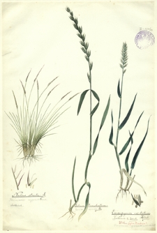 20. Nardus stricta L. (Bliźniczka wyprostowana), Lolium temulentum L. (Życica roczna), Eremopyrum cristatum Ledeb., Trificum c. Schreb. (Pszenica grzebieniasta)