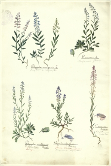 236. Polygala vulgaris L. (Krzyżownica zwyczajna), P. amara L. (Krzyżownica górska), Polygala austriaca Crantz., P. uliginosa Rchnbch., Polygala alpestris Rchnbch. (Krzyżownica alpejska), P. comosa Schkuhr. (Krzyżownica czubata)