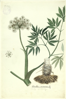 169. Cicuta virosa L. (Szalej jadowity)