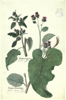 120. Lappa minor DC., L. glabra Lam., Lappa tormentosa Lam., Arctium Bardana L. (Łopian pajęczynowaty)