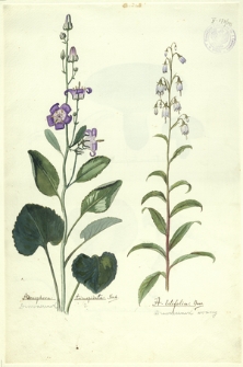 141. Adenophora tricuspidata Fisch. (Dzwonecznik), A. lilifolia Bess. (Dzwonecznik wonny)