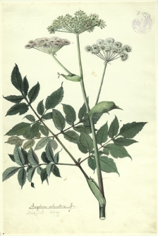 174. Angelica silvestris Lin. (Dzięgiel leśny)