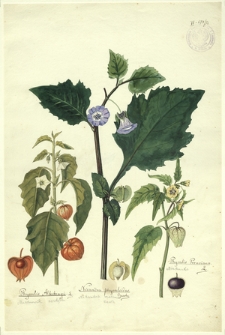 76. Physalis Alkekengi L. (Miechunka rozdęta), Nicandra physaloides Gaertn. (Nikandra mechunkowa), Physalis Peruviana L. (Miechunka)