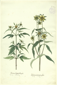 139. Bidens tripartita L. (Uczep dwuzębny), Bidens cernua L. (Uczep zwisły)