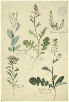 216. Conringia orientalis Pers. (Pszonacznik wschodni), Iberis pinnata L. (Ubiorek), Eruca sativa DC. (Rokietta siewna), Aethionema saxatile R. Br., Biscutella didyma (Pleszczotka)