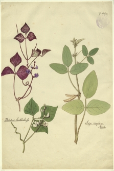 262. Dolichos Lablab L., Soja hispida Moench.