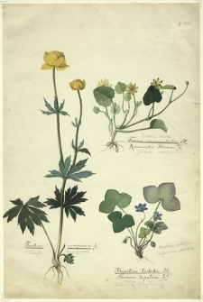 39. Ficaria ranunculoides DC., Ranunculus ficaria L. (Jaskier ziarnopłon), Trollius europaeus L. (Pelnik europejski), Hepatica triloba DC., Anemone hepatica L. (Trojanek trzyłatowy), Hepatica nobilis (Przylaszczka pospolita)