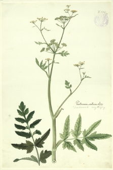 172. Pastinaca sativa Linn. (Pasternak zwyczajny)