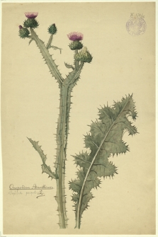 115. Onopordon Acanthium L. (Popłoch pospol.)