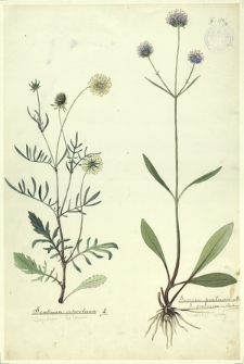 99. Scabiosa ochroleuca L. (Drjakiew żółtawa), Succisa pratensis Mönch., S. praemorsa Aschrs. (Czarcikęs łąkowy)