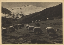 Tatry. Owce na Hali Gąsienicowej