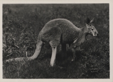 Kangur (Macropus giganteus)
